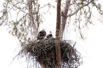 Family of two bald eagle Haliaeetus leucocephalus parents with t