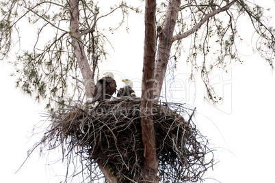 Family of two bald eagle Haliaeetus leucocephalus parents with t