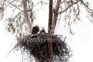 Family of two bald eagle Haliaeetus leucocephalus parents with t