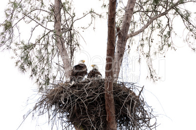 Family of two bald eagle Haliaeetus leucocephalus parents with t