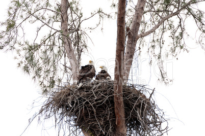 Family of two bald eagle Haliaeetus leucocephalus parents with t