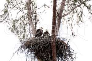 Family of two bald eagle Haliaeetus leucocephalus parents with t