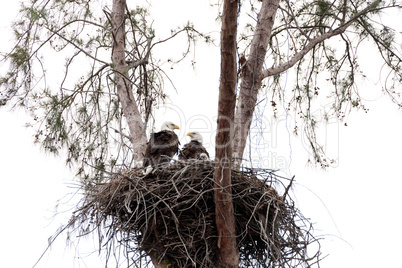 Family of two bald eagle Haliaeetus leucocephalus parents with t