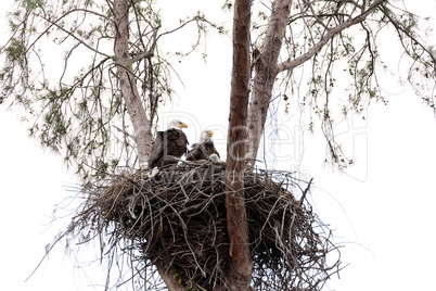 Family of two bald eagle Haliaeetus leucocephalus parents with t