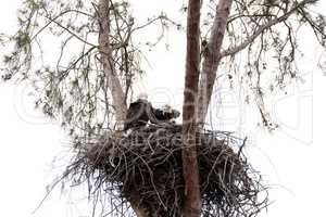 Family of two bald eagle Haliaeetus leucocephalus parents with t