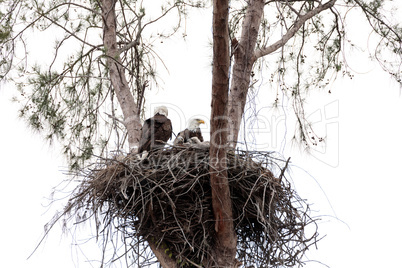 Family of two bald eagle Haliaeetus leucocephalus parents with t