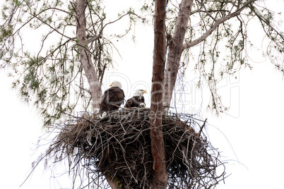 Family of two bald eagle Haliaeetus leucocephalus parents with t