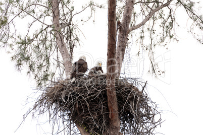 Family of two bald eagle Haliaeetus leucocephalus parents with t