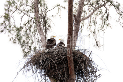 Family of two bald eagle Haliaeetus leucocephalus parents with t