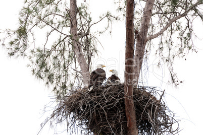 Family of two bald eagle Haliaeetus leucocephalus parents with t