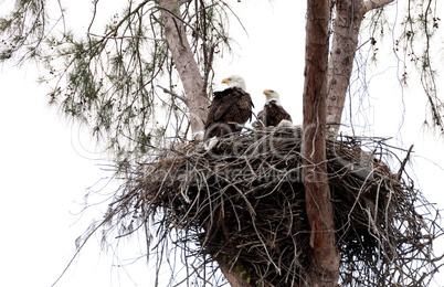 Family of two bald eagle Haliaeetus leucocephalus parents with t