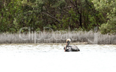 Brown pelican Pelecanus occidentalis in a marsh on Marco Island