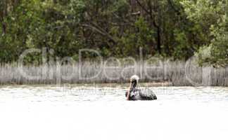 Brown pelican Pelecanus occidentalis in a marsh on Marco Island