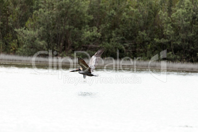 Brown pelican Pelecanus occidentalis in a marsh on Marco Island