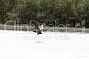 Brown pelican Pelecanus occidentalis in a marsh on Marco Island