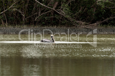 Brown pelican Pelecanus occidentalis in a marsh on Marco Island