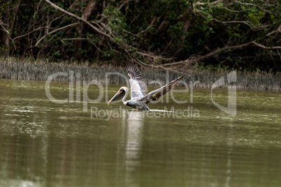 Brown pelican Pelecanus occidentalis in a marsh on Marco Island