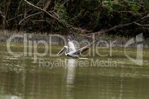 Brown pelican Pelecanus occidentalis in a marsh on Marco Island