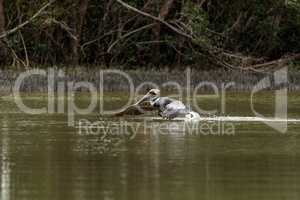 Brown pelican Pelecanus occidentalis in a marsh on Marco Island