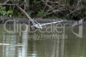 Brown pelican Pelecanus occidentalis in a marsh on Marco Island