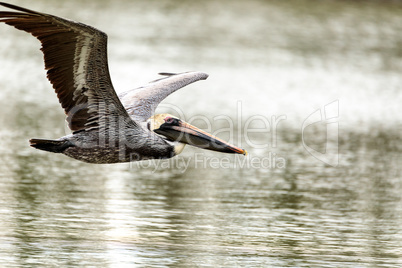 Brown pelican Pelecanus occidentalis in a marsh on Marco Island