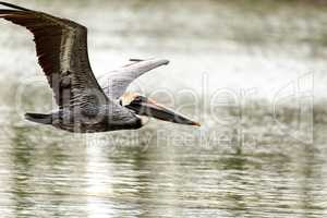 Brown pelican Pelecanus occidentalis in a marsh on Marco Island