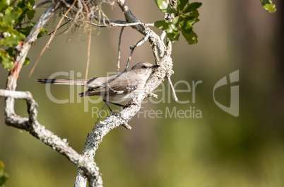 Common mockingbird Mimus polyglottos