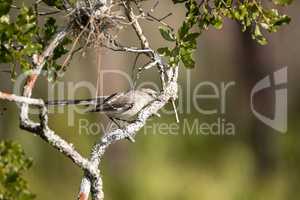 Common mockingbird Mimus polyglottos