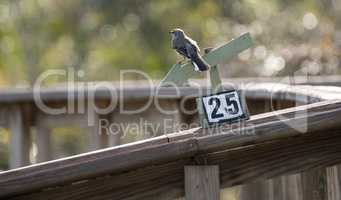 Common mockingbird Mimus polyglottos