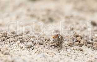 Fiddler crab Uca panacea comes out of its burrow in the marsh