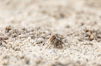 Fiddler crab Uca panacea comes out of its burrow in the marsh