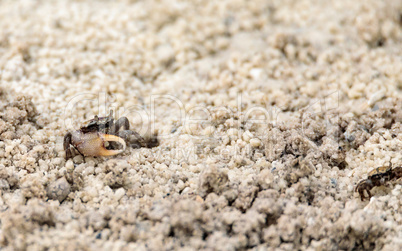 Fiddler crab Uca panacea comes out of its burrow in the marsh