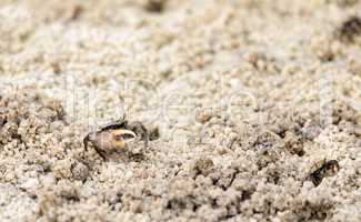 Fiddler crab Uca panacea comes out of its burrow in the marsh