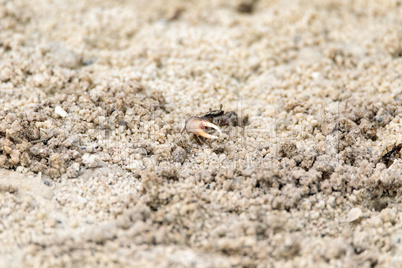 Fiddler crab Uca panacea comes out of its burrow in the marsh