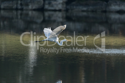 Flying great egret Ardea alba spreads its white wings