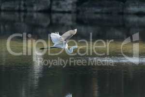 Flying great egret Ardea alba spreads its white wings
