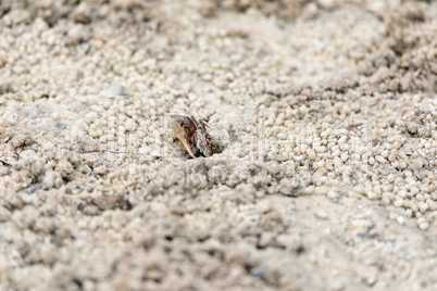 Fiddler crab Uca panacea comes out of its burrow in the marsh