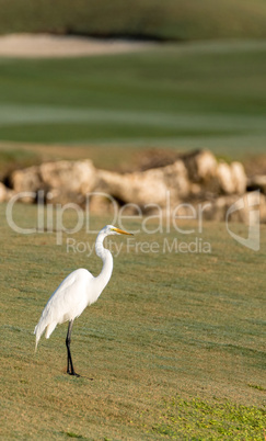 White great egret Ardea alba