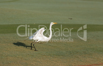 White great egret Ardea alba