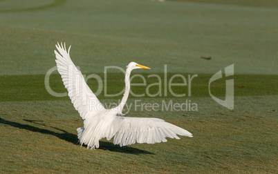 White great egret Ardea alba