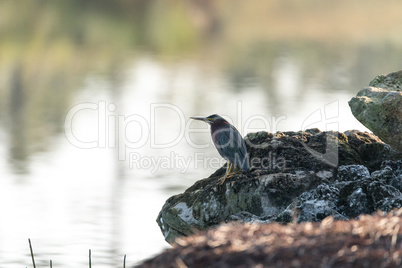 Green heron Butorides virescens perches on the rocks