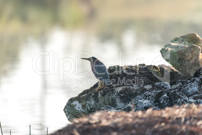 Green heron Butorides virescens perches on the rocks
