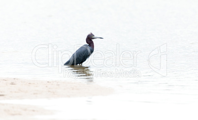 Little blue heron Egretta caerulea