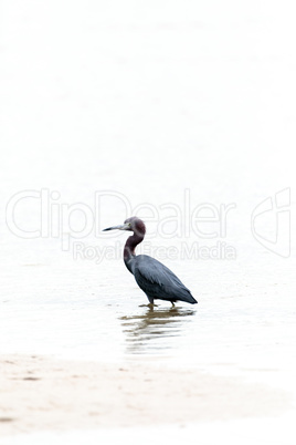 Little blue heron Egretta caerulea