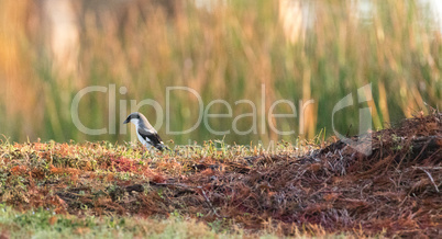 Loggerhead shrike bird Lanius ludovicianus perches on the ground