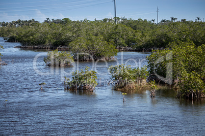 Mangrove trees in a marsh