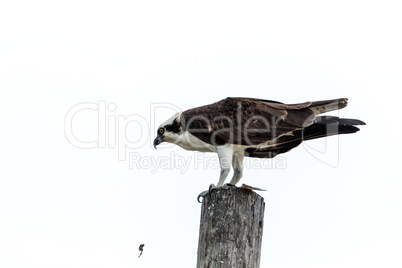 Osprey bird Pandion haliaetus perches in its nest