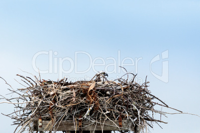 Osprey bird Pandion haliaetus perches in its nest