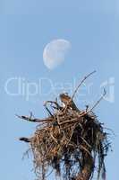 Waxing gibbous half moon over an Osprey bird Pandion haliaetus