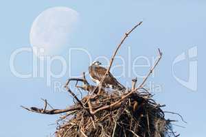 Waxing gibbous half moon over an Osprey bird Pandion haliaetus